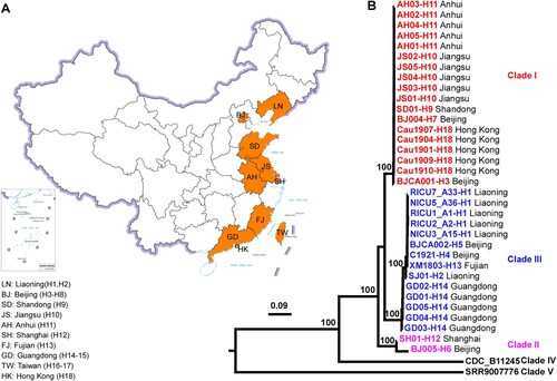 Figure 1. Maximum-likelihood phylogeny analysis of representative C. auris strains isolated from different hospitals in China based on genomic sequences. Phylogenetic tree of 34 representative C. auris strains from China were constructed based on whole genome SNPs and 1000 bootstrap replicates. Data of C. auris clade IV and clade V strains were retrieved from the NCBI SRA database. The hospitals (H1–H18) and provinces from which the C. auris strains were isolated are also shown. Strains of clade I, II, and III isolated in China are indicated in red, pink, and blue, respectively.
