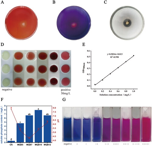 Figure 1. Plant growth promotion characteristics of isolated rhizobacteria in vitro. (A) Isolate samples showing cellulase production; (B) Isolate samples showing siderophore production; (C) Isolate samples showing phosphate solubilization. A clear halo around the bacterial colony indicates positive results; (D) In vitro colorimetric determination of IAA and indole compounds in bacterial supernatants. A pink color indicates positive reaction; (E) Phosphorus standard curve; (F) Phosphorus soluble content and pH value of four strains; (G) Determination of siderophore in bacterial supernatant. The pink color of the solution indicates that the siderophore content is higher, and the blue color is the opposite.