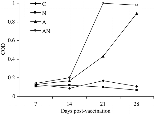 Figure 4. NDV-specific IgG in tracheal washes of unvaccinated (C), APV (N), NDV (A) or dual-vaccinated (AN) chickens.