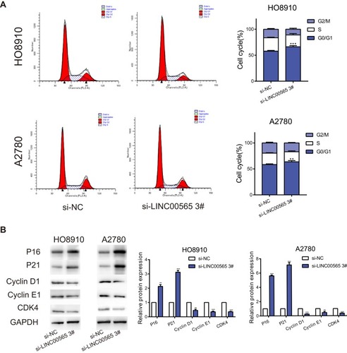 Figure 3 Interference with LINC00565 blocks the cell cycle in G0/G1 phase. (A) The cell cycle of HO8910 and A2780 cells was blocked in G0/G1 phase after LINC00565 knockdown. (B) Western blot analysis of protein expressions of Cyclin D1, Cyclin E1, CDK4 as well as P16 and P21 after cells transfected with si-LINC00565 3# and si-NC. GAPDH was used as control. **P < 0.01; ***P < 0.001.