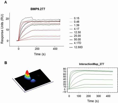 Figure 7. Detailed kinetic analysis of obtained binding curves using surface plasmon resonance, where the anti-human BMP9 Fab molecules were captured to chip surface via anti-human Fab capture antibody and the binding of the human BMP9 pro-domain was analyzed. The obtained binding curves were evaluated using (a) the B4000 BiaEvaluation software, where the black lines corresponds to the measured binding responses and the red lines to the fitting curves using Langmuir 1:1 fit model with RI = 0 and (b) the InteractionMap® of Ridgeview Diagnostics Ab