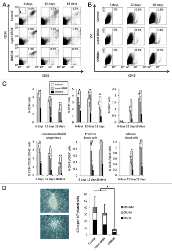 Figure 4. Downregulation of BRD4 impairs hematoendothelial specification. (A and B) Representative flow cytometry dot plots of hematopoietic markers during ESC differentiation on OP9 co-culture. The percentage of CD34+/CD31+ and CD45+ cells corresponding to each dot plot are shown in the upper right corner. (C) Percentage of CD34+, CD31+, and CD45+ cells during hematopoietic differentiation. Primitive hematoendothelial progenitors were identified as CD34+/CD31+/CD45-, immature blood cells as CD34+/CD45+ and mature blood cells as CD45+/CD34-. Percentages are represented as the mean value ± SD of three independent experiments. (D) Colony forming unit (CFU) potential of control, shBRD4, and super-BRD4 ESCs. Results are represented as the mean value ± SD of three independent experiments (*P ≤ 0.05) (**P ≤ 0.01).