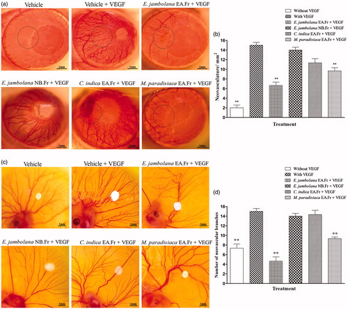 Figure 3. Effects of plant extracts on neovasculature in the rat cornea and chick embryo CAM assays. (a) Representative photographs of VEGF-induced rat corneal neovascularization, plant extracts 20 μg/hydron polymer pellet were surgically implanted into the micro-pocket in the cornea of one eye. On day 7, the extent of neovascularization or inhibition was visualized and photographed under a dissection microscope. (b) Quantitative comparison of the number of neovascular vessels per mm2 was estimated. (c) Representative photographs of VEGF-induced neovascularization in shell-less CAM of chicken embryos. Plant extracts, 20 μg/filter disc was placed on the CAM of 6-day old chicken embryos. After 72 h of incubation, the area surrounding the filter disc was inspected for changes in neovascularization. (d) Quantitative comparison of the number of neovascular branches surrounding the plant extract containing filter paper discs. The data shown represent the results of experiments that were performed using a maximum of 5 eggs in each group. All quantitative data are presented as mean ± SEM of five independent counts; **p < 0.01.