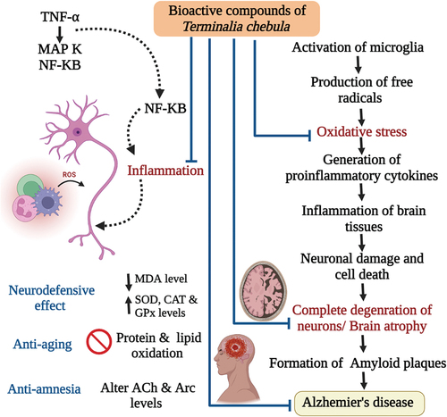 Figure 4. The schematic diagram illustrating the spectrum of anti-neurodegenerative effects of Terminalia chebula.