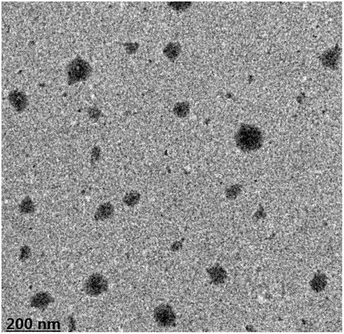 Figure 3. TEM micrograph of the magnoflorine-phospholipid complex.