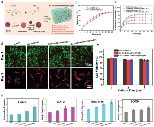 Figure 4. (a) Scheme of Gel-DA/DOHA/DMON@Fe hydrogel in situ drug delivery platform was employed for localized and sustained delivery of Dex. (b) in vitro degradation profiles of the hydrogels in pH 7.4 PBS at 37°C (c) the release curves of Dex from Gel-DA/DOHA and Gel-DA/DOHA/DMON@Fe system in pH 6.5 and 7.0, respectively. (d) Live/Dead staining of BMSCs and CLSM images of BMSCs cultured on different hydrogel scaffolds. (e) CCK-8 assay of the proliferation of BMSCs. (f) RT-qPCR analysis: the gene expression of chondrogenic differentiation of cells after culturing for 14 days.