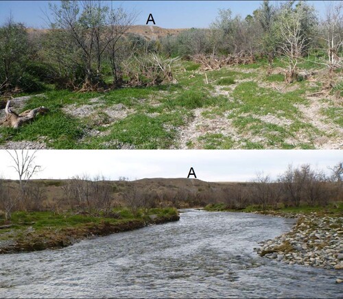Figure 4. Side channel 12-1 (Cline's channel) in October 2011 before inlet excavation (top) and in February 2012 following excavation (bottom). Hillslope peak ‘A’ noted in both photos. Photos look downstream from the inlet.