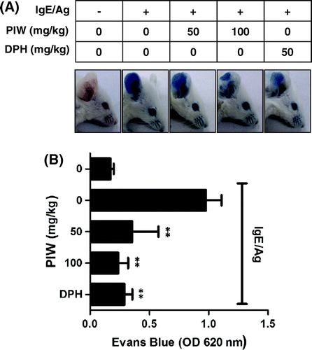 Fig. 2. Effect of PIW on IgE/Ag-induced passive cutaneous anaphylaxis.