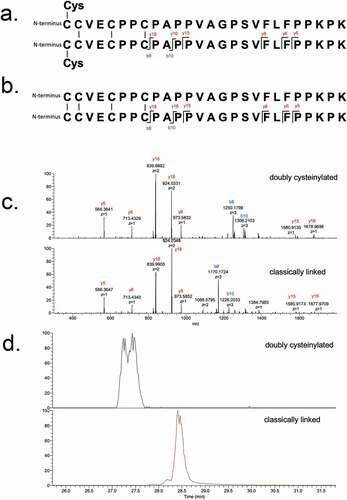 Figure 4. PRM experiments of mAb1-Y Lys-C peptide maps. Sequences of (a) doubly cysteinylated and (b) classically linked IgG2-A hinge Lys-C dipeptides annotated with b- and y-ion fragmentation sites. (c) Corresponding annotated PRM spectra using CID fragmentation and Orbitrap detection (30 000 resolution, 10 ppm mass tolerance for assignments). (d) Corresponding extracted ion chromatograms of precursor/b8 product ion transitions (10 ppm mass tolerance for extraction)