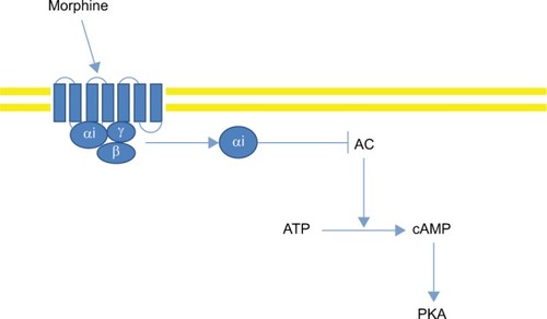Figure 2 Morphine acts on its transmembrane receptor.