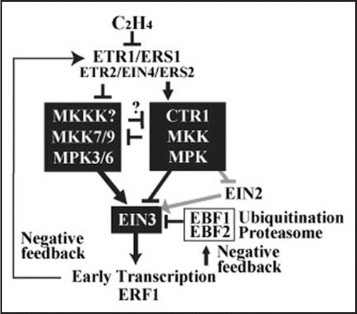 Figure 1 Model of antagonistic MAPK cascades in ethylene signaling. A hypothetical MKKK is placed upstream of MKK7/9.