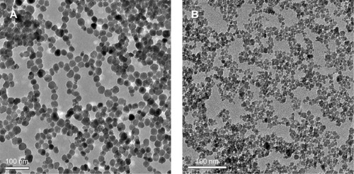 Figure 3 TEM image of sterically stabilized (A) large-core and (B) small-core SPIONs. The large-core SPIONs were stabilized by RAFT-MAEP10-AAm60 diblocks; the small-core SPIONs were stabilized by either (RAFT-MAEP10-MPEG) or (RAFT-MAEP10-AAm20) diblocks.Abbreviations: SPIONs, superparamagnetic iron oxide nanoparticles; TEM, transmission electron microscopy; RAFT, reversible addition fragmentation chain transfer; MAEP, monoacryloxyethyl phosphate; AAm, acrylamide; MPEG, methoxypolyethylene glycol.