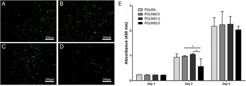 Figure 7 Fluorescence microscopy photographes of GFP transgenic fibroblasts on the (A) PCL/DA, (B) PCL/NS0.5, (C) PCL/NS1.0 and (D) PCL/NS2.0 films. (E) The cell viability measured using CCK8 assay at day 1, 3 and 5 post-seeding.