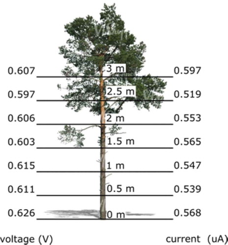 Figure 6. Monopolar referenced to the ground measurements for voltage and current considering the height at the tree.