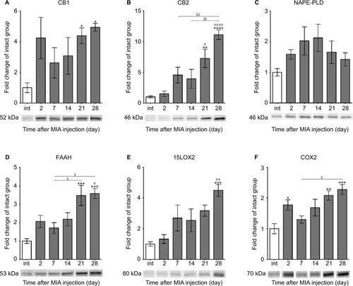 Figure 4 Alterations in protein expression of ECS components in knee joints associated with the progression of MIA-induced OA rat model.