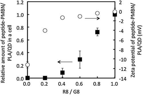 Figure 10. Effect of composition of R8 and G8 immobilized on PMBN/PLA/QD nanoparticles on cellular internalization.