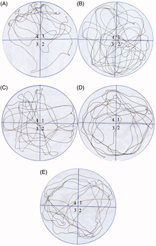 Figure 4. Comparison of the movement pattern of different treatment groups in probe trial. Quadrant 1 was the starting quadrant while quadrant 4 was the target quadrant. (A) Movement pattern of the vehicle control group. (B) Movement pattern of the fructose group animals (treated with d-fructose 1000 mg/kg (i.p.) plus 10% in drinking water). (C), (D) and (E) are movement pattern of rats treated with GLA 1, 5 and 15 mg/kg, respectively.