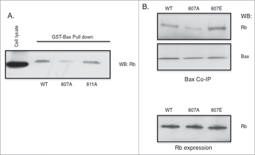 Figure 4. Rb phosphorylation at S807 is required for association with Bax. Rb mutant plasmids were generated as described in the Materials and Methods section. Rb-negative C33A cells were transfected using Fugene (Promega). (A) Rb plasmids expressing either S807A or S811A alanine mutants were transfected into cells and 48 hours later cell lysates were utilized in GST-Bax fusion protein pull down assays. Proteins associated with GST-Bax were analyzed by immunoblotting with Rb antibodies. (B) Rb plasmids expressing either S807A or S807E mutants were transfected into C33A cells and 48 hours later co-immunoprecipitation with Bax antibodies was performed. Immunoprecipitates were analyzed by immunoblotting with Rb and Bax antibodies. Equivalent expression of the Rb mutant proteins in the C33A cells is verified by immunoblotting (lower panel). Data shown is representative of three independent experiments.