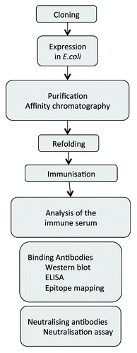 Figure 3. Flowchart of the expression and purification process for the generation of TM proteins for immunisation and testing the induced sera for binding and neutralizing antibodies.