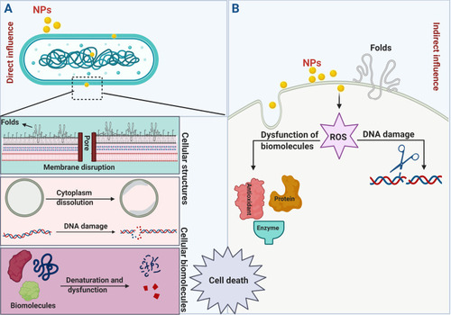 Figure 11 Schematic diagram illustrating direct (A) and indirect (B) influences of NPs on bacterial cells. Created by Biorender.