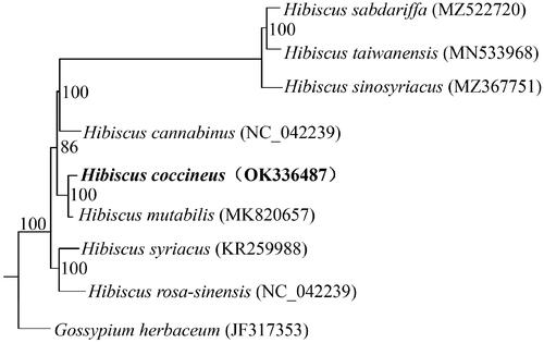 Figure 1. Phylogenetic tree based on the chloroplast genome sequences of nine species, showing the close relationship between H. coccineus and H. mutabilis. Numbers next to the nodes indicate the bootstrap value from 1000 replicates. GenBank accession no. of each species was shown in the brackets after names.