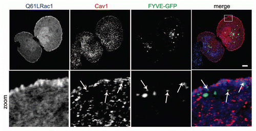 Figure 3 Caveolin1-positive vesicles colocalize with early endosomes in the cellular periphery. HeLa cells were grown on glass cover slips and transfected with Rac1 (Q61L) and GFP-2xFYVE as a marker for early endosomes. After 24 h, cells were fixed and stained for (co)localization of Rac1 and Cav1. Early endosomes were identified by GFP imaging. Arrows indicate vesicular structures positive for Rac1 and Cav1, a fraction of which colocalize. (Scale bar, 10 µm).