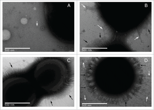 Figure 6. TEM images of A. baumannii strains ATCC 17978 (A), MAR002 (B), MAR002Δ11085 (C) and complemented MAR002Δ11085 (D). Images were taken at 50,000x magnification. The longer thin pili present in small amounts are pointed out by white arrows. The shorter thick pili that form a dense halo around the surface are pointed by black arrows. Bars indicate the scale (500 nm).