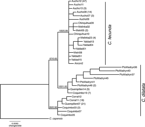 Figure 2. Bayesian tree representing the relationships between C. fecunda and C. dilatata populations. Numbers above the branches represent bootstrap support value and Bayesian posterior probabilities. Numbers in parenthesis indicate the number of individuals sharing the respective sequence.