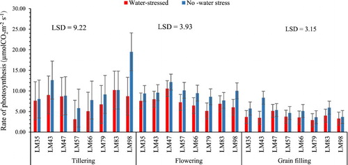 Figure 1. The rate of photosynthesis after water stress at different growth stages of wheat genotypes. n = 8.