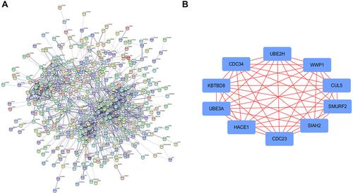 Figure 4 Protein-protein interaction (PPI) analysis (A) and hub genes; (B) of type 2 diabetes mellitus (T2DM) related differentially expressed genes (DEGs).