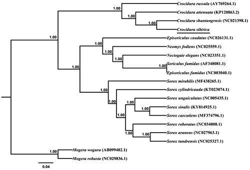 Figure 1. Phylogenetic tree derived from 12 protein-coding gene sequences from 19 mitochondrial genomes of Soricomorpha using BI analysis. Numbers by the nodes indicate Bayesian posterior probabilities.