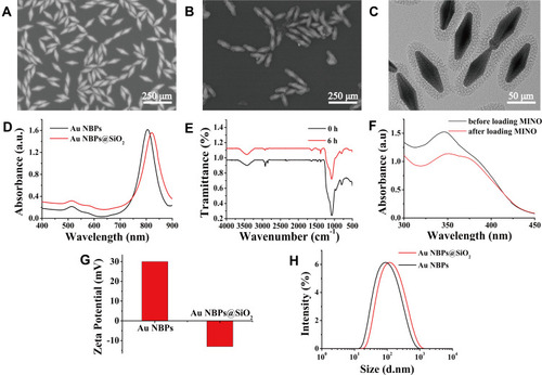 Figure 1 The characterization of Au NBPs@SiO2. SEM image of Au NBPs (A) before and (B) after silica coating. Scale bar = 250 μm. (C) TEM image of Au NBPs@SiO2. Scale bar = 50 μm. (D) UV-vis spectra of Au NBPs (black) and Au NBPs@SiO2 (red). (E) FT-IR spectra of Au NBPs@SiO2 before (black) and after (red) template removal. (F) UV-vis spectra of the MINO solution before being loaded onto Au NBPs@SiO2 (black) and after being loaded onto the Au NBPs@SiO2 (red). (G) The zeta potential of Au NBPs and Au NBPs@SiO2. (H) The size distribution of Au NBPs (black) and Au NBPs@SiO2 (red).