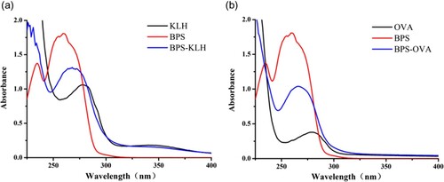 Figure 4. The ultraviolet absorption spectrum of BPS-KLH (a) and BPS-OVA (b).