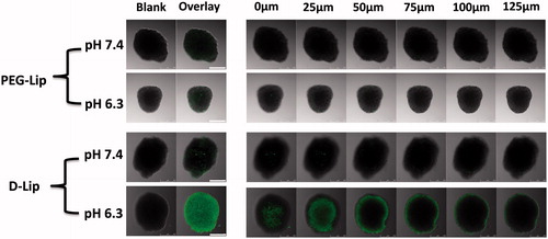 Figure 3. The uptake of CFPE-labeled D-Lip under both pH 7.4 and 6.3 within different depths into the tumor spheroid. The scale bars represent 250 μm.