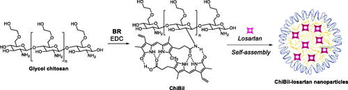 Figure 12. Synthesis of ChiBil conjugate and ChiBil-losartan formation upon self-assemblyCitation107.
