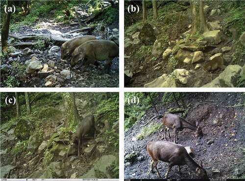 Photo 2.1. (a) Wild Boar (Sus scrofa), (b) Tibetan macaque (Macaca thibetana), (c) Tufted deer (Elaphodus cephalophus), and (d) Sambar deer (Rusa unicolor) licking the mineral licks in the Anzihe Nature Reserve. Photo by Infrared camera (installer: Honghan Ma, Yujin Wang, Xingcheng He).