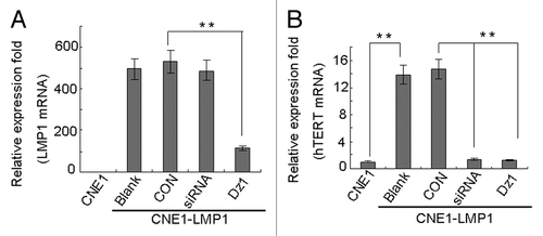 Figure 1. Dz1 inhibits the hTERT mRNA level by downregulation of LMP1. Cells were seeded at 4 × 104 cells/ml and treated with 2 µM Dz1 or 2 µM control oligo (CON) for 24 h. (A) Total RNA was isolated using the TRIzol reagent and quantitative RT-PCR was performed for LMP1 mRNA expression. (B) Quantitative RT-PCR was performed for hTERT mRNA expression. Values are the means ± SD of 3 replicates, *P < 0.05, **P < 0.01 compared with the control cells.