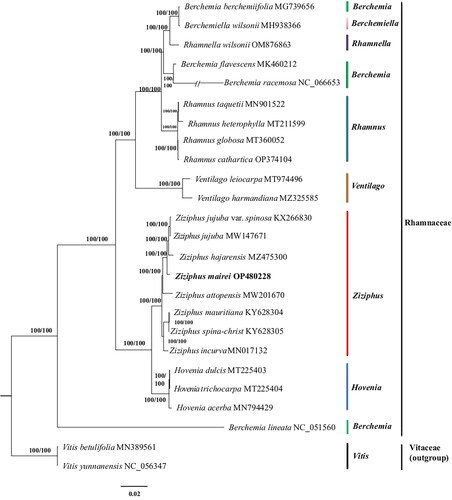 Figure 3. A phylogenetic tree was constructed using the maximum-likelihood method based on complete chloroplast sequences from 23 Rhamnaceae species and 2 Vitaceae species as outgroups. The following sequences were used: Berchemia berchemiifolia MG739656 (Kyeong et al. Citation2018), berchemiella wilsonii MH938366(Li et al. Citation2019), Rhamnella wilsonii OM876863, Berchemia flavescens MK460212 (Zhu et al. Citation2019), Berchemia racemosa NC_066653 (Park and Koo Citation2023), Rhamnus taquetii MN901522 (Jin et al. Citation2020), Rhamnus heterophylla MT211599 (Li et al. Citation2020), Rhamnus globosa MT360052 (Xie et al. Citation2020), Rhamnus cathartica OP374104 (Shi et al. Citation2023), Ventilago leiocarpa MT974496 (Lu et al. Citation2021), Ventilago harmandiana MZ325585 (Wanichthanarak et al. Citation2023), Z. jujuba var. spinosa KX266830 (Kyeong et al. Citation2018), Z. jujuba MW147671 (Huang et al. Citation2017), Z. hajarensis MZ475300 (Asaf et al. Citation2022), Ziziphus attopensis MW201670 (Li Citation2021), Ziziphus mauritiana KY628304 (Huang et al. Citation2017), Ziziphus spina-christ KY628305 (Huang et al. Citation2017), Ziziphus incurva MN017132 (Wang et al. Citation2019), Hovenia dulcis MT225403 (Liu et al. Citation2021), Hovenia trichocarpa MT225404 (Li et al. Citation2020), Hovenia acerba MN794429 (Zhang et al. Citation2020), Berchemia lineata NC_051560 (Xie et al. Citation2020), Vitis betulifolia MN389561 (Xu and Xu Citation2021), Vitis yunnanensis NC_056347 (Xu and Xu Citation2021).