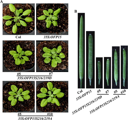 Figure 6. Phenotypes of transgenic plants overexpressing phosphorylation sites substituted OFP15. (A) Morphology of the Col wild type, 35S:OFP15, 35S:OFP15S216/219D and 35S:OFP15S216/219A transgenic plants. All the plants were grown side by side in soil pots. Plants ∼4-week-old were photographed by using a digital camera. (B) The fourth silique from the main inflorescence of the Col wild type, 35S:OFP15, 35S:OFP15S216/219D and 35S:OFP15S216/219A transgenic plants. All the plants were grown side by side in soil pots, the morphology of siliques in ∼7-week-old plants was observed and photographed by using a digital camera.
