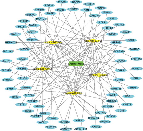 Figure 7. The network of Meg3 as a ceRNA. Green indicates lncRNAs; yellow indicates miRNAs; blue indicates mRNAs