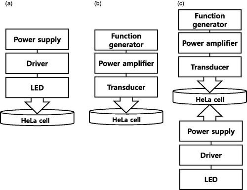 Figure 1. The experimental models of the (a) LED, (b) HFFU and (c) combinational LED and HFFU treatment using HeLa cells.