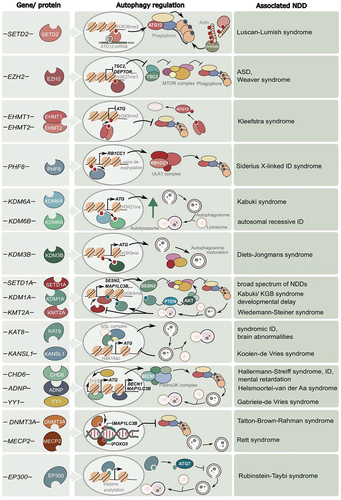 Figure 2. Overview of how the different epigenetic modifiers regulate autophagy and the associated NDDs.
