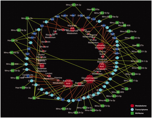 Figure 3: Multiscale network depicting data from miRomics in green, transcriptomics in blue, and metabolomics in red. Significantly differential gene expression is noted in deep blue.