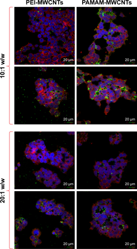 Figure S6 Fluorescence microscopy of HEK 293 cells treated with polymers compared to supernatants of polymer-coated CNTs.Notes: supernatants were complexed with FAM-miR-503 at 10:1 and 20:1 w/w ratio. Magnification 60×.Abbreviations: CNTs, carbon nanotubes; MWCNTs, multi-walled CNTs; PAMAM, polyamidoamine dendrimer; PEI, polyethyleneimine.