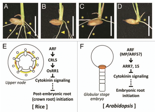 Figure 2 Difference between embryonic root and post-embryonic root initiation in rice. (A–D) Phenotype of wild-type (A), crl5 (B), ral1 (C) and crl5 ral1 double mutant (D). Arrowheads and asterisks indicate seminal roots (radicles, embryonic roots) and crown roots (post-embryonic roots), respectively. Scale bars = 1 cm. (E and F) Schematic diagram of post-embryonic root (crown root) initiation in rice (E) and embryonic root initiation in Arabidopsis (F). The regions where root initiation occurs are highlighted.