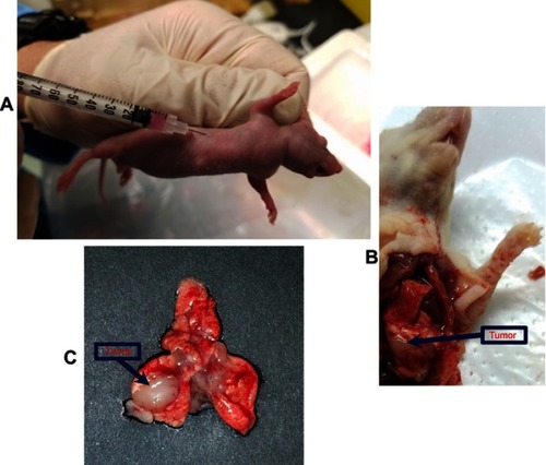 Figure S3 Establishment of the orthotopic lung tumor model in BALB/c nude mice. (A) Intrathoracic injection of A549-Luc cells to establish an orthotopic lung tumor model in mice. (B) Dissected mice showing solid tumor on the lungs after intrathoracic injection of A549-Luc cells. (C) Solid tumor on lungs surrounded by normal lung tissue, in the harvested lungs from orthotopic lung tumor-bearing mice. On the 7th day after A549-Luc cell intrathoracic injection, the lung tumor model was established in BALB/c nude mice.