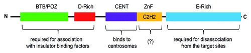 Figure 2. Schematic of the full-length Centrosomal Protein 190 (1,096 amino acid residues). CP190 contains BTB/POZ domain at the N-terminus, D-rich, CENT and zinc-finger (Zn) domains in the center and an E-rich domain at the C-terminus. Function of each domain is described in the text.