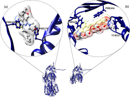 Figure 11. Efflux pump inhibitors bound to RND inner membrane efflux transporters from nosocomial pathogens. (a) Eravacylcine bound AdeJ RND (PDB_ID: 7M4P) pump from A. baumannii, and (b) pyranopyridine derivative (MBX2319) bound structure of AcrB efflux pump (PDB_ID: 5ENO) from E. coli. Red dotted lines represent H-bonds.