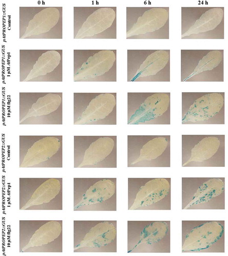 Figure 8. Patterns of GUS staining in leaves of Arabidopsis carrying pAtPROPEP1::GUS and pAtPROPEP2::GUS reporter constructs, treated with 1 μM AtPep1 and 1 μM flg22. 0 h: 0 time point; 1 h: one hour after treatment; 6 h: six hours after treatment; 24 h: 24 hours after treatment.