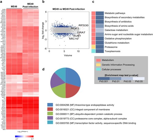 Figure 5. Transcriptome analysis of ME49 post-infection. (A) Differentially expressed genes of ME49 post-infection. Noninfectious ME49 was used as a control (|fc| ≥ 2, raw p-value < 0.05). A heat map was generated using Cluster grammer (http://amp.pharm.mssm.edu/clustergrammer/). (B) Volume plot showing differential expression of ME49 genes between 0 and 72 h post-infection (|fc| ≥ 2, raw p-value < 0.05). The top 5 gene names are indicated. (C) KEGG pathway analysis was performed using the differentially expressed genes (DEGs) of ME49 (|fc| ≥ 2, raw p-value < 0.05). (D) Gene Ontology (GO) annotation of T. gondii postinfection of cerebral organoids; p-value < 0.01. MF, molecular function; BP, biological process; and CC, cellular component.